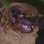 Listening to the heartbeats of bats: New research reveals energetic secrets
