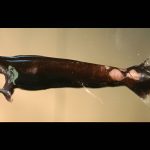 Male dragonfish grow larger eyes to find mates in the deep sea, scientists discover