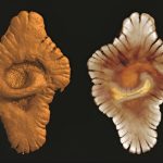 Scientists discover complex life on Earth began 1.5 billion years earlier than thought
