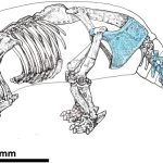 Scientists find evidence of ancient human butchery of giant armadillos in Argentina 21,000 years ago
