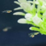 Scientists uncover brain circuits behind schooling fish behavior