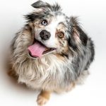 These three animals can detect disease in humans