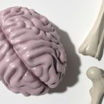 Brain’s clean up system plays a critical role in Alzheimer’s treatment