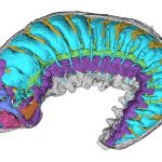 520-million-year-old worm fossil reveals how modern insects, spiders and crabs evolved