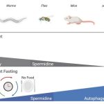 How intermittent fasting and a special compound can help you live longer
