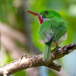 Scientists find ancient mass extinction triggered rapid evolution in bird genomes