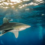 Ancient sea cow attacked by both crocodile and shark reveals prehistoric food chain secrets