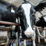 Milking procedures may spread bird flu among dairy cows, study finds