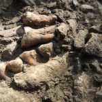 Scientists discover ancient Neanderthal lineage isolated for over 50,000 years