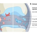 Scientists find a new way to reduce arthritis