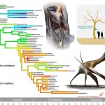 How pterosaurs grew from tiny tree-dwellers to giant flying creatures