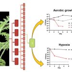 Traditional plant medicine shows promise in treating tuberculosis