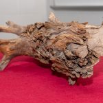 Scientists discover 3,775-year-old log that could revolutionize climate change solutions