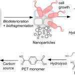 Scientists discover plastic-eating enzyme in wastewater microbes