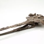 Ancient dolphin fossil reveals early echolocation abilities 22 million years ago