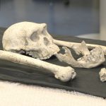 Did long childhood shape the evolution of the human brain?