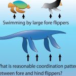 Scientists uncover how ancient plesiosaurs used their four flippers to swim