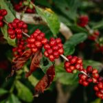 This berry can help prevent diabetes, obesity, cancer