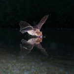 Bats use ‘sound maps’ to navigate long distances, study finds