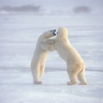 Did polar bears once roam Scotland? New fossil evidence sparks debate