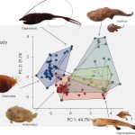 Deep-sea wonders: How anglerfish evolve and thrive against the odds