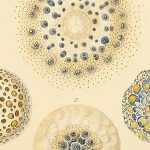 Scientists explore the universal rules of life on Earth and beyond