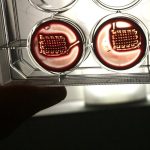 Scientists turn blood into 3D-printed implants for personalized healing