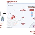 Diabetes and immunity: The hidden danger of high blood sugar you need to know