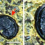Tiny fossils in New Zealand reveal secrets of ancient forest life