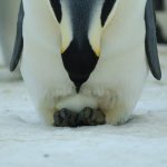 How Emperor Penguins detoxify mercury: A new pathway uncovered