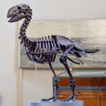 Scientists rediscover rare fossil of giant bird, unveiling secrets of prehistoric life