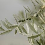 Olive oil is healthy. Turns out olive leaf extract may be good for us too