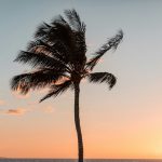 Scientists discover palm tree fossils in subarctic Canada, revealing a warmer past