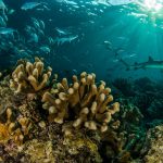 Study finds 3,000-year coral reef shutdown