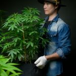 What marijuana might be doing to your DNA