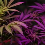 Marijuana can affect our genes in a surprising way