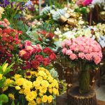All roses were once yellow: New study tells the surprising story