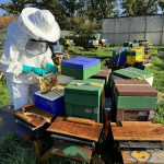 Bee power bars: New artificial pollen could help save honey bees