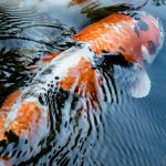 Fish swim bladder inspires new heart repair treatment