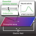 Fruit fly larvae can sense electric fields—and it might change science