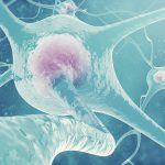Scientists discover key protein that could stop heart and brain cell damage