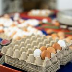 Why are chicken eggs different colors?