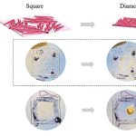 Yale scientists create ‘magic carpet’ to help cells build 3D tissues