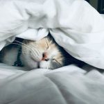 Bird flu in cats raises fears of a new pandemic