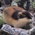 New study reveals ice age animals’ survival secrets from 2.6 million years ago