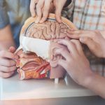 Scientists target brain’s ‘security gate’ to fight Alzheimer’s—and it’s working