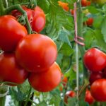 Tomatoes may protect the liver and prevent weight gain, study finds