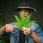 Cannabis use tied to higher risk of heart disease and stroke
