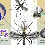 How male mosquitoes hear their mates—and outsmart traps
