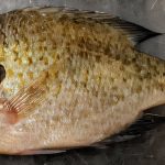 Most freshwater fish in southern California carry human-infecting parasites, study finds